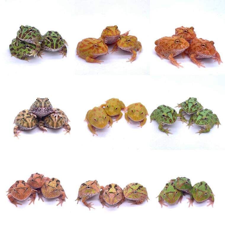 Pacman Frogs