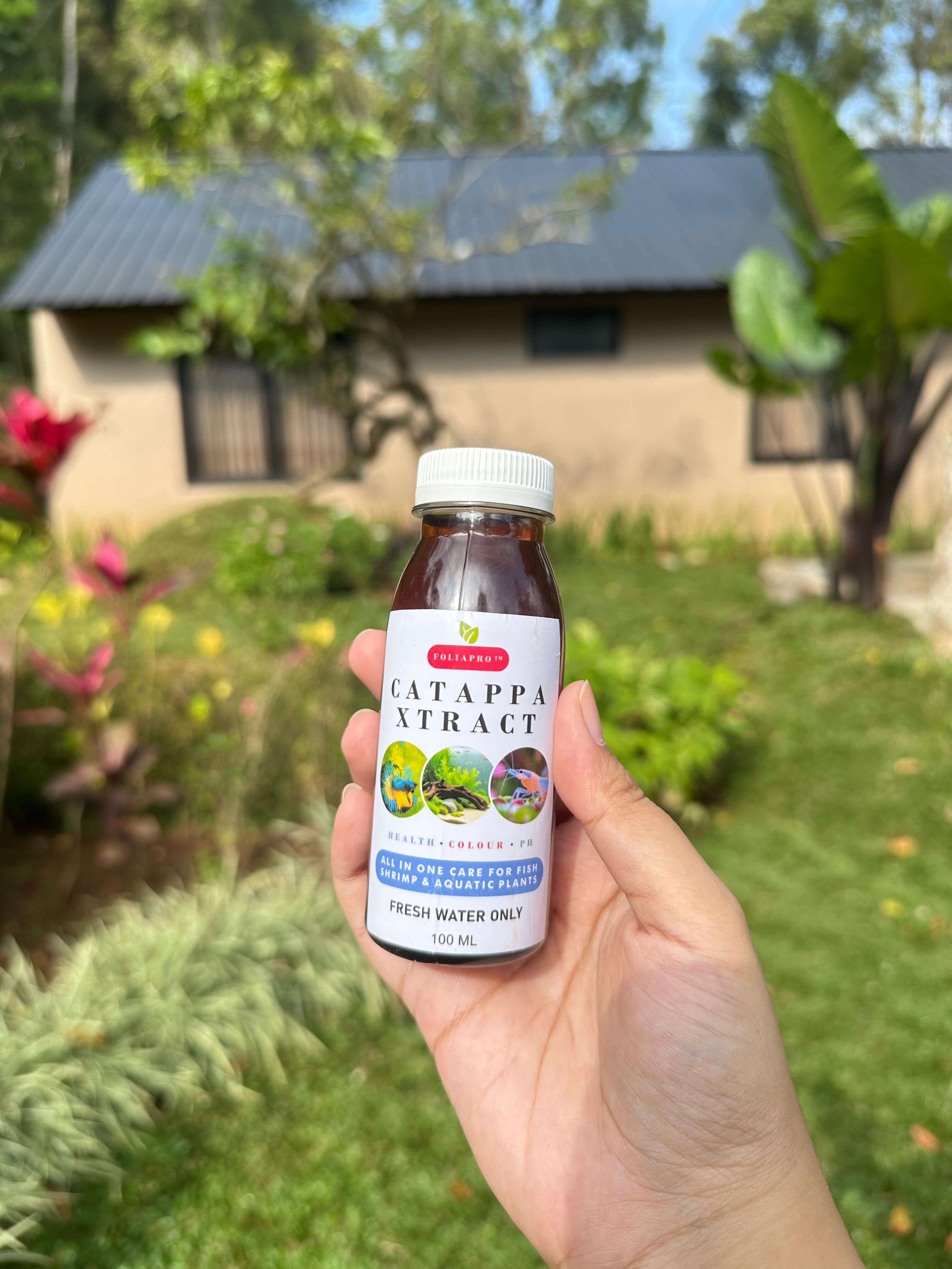 No-Boil Catappa Leaf Extract 